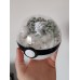 Diorama "Goupix alola"