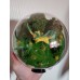 Diorama "Phyllali"